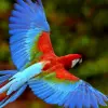 How Long Does A Parrot Live