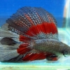How Long Does A Betta Fish Live