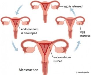 Male sex hormone name