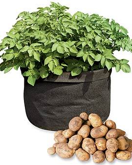 How long do potatoes take to grow?