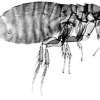 How Long Does A Flea Live