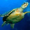 How Long Does A Turtle Live