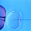 How Long Does IVF Take