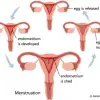 How Long Does A Menstrual Cycle Last
