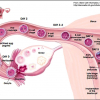 How Long Does It Take To Ovulate