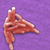 How Long Does Salmonella Last