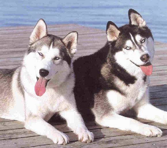 How Long Does A Dog Live How Long Does