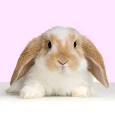 How Long Does a Rabbit Live