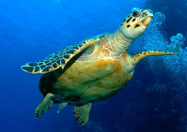 How Long Does A Turtle Live