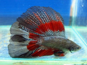 How long does a betta fish live