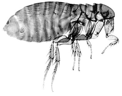 How Long Does A Flea Live